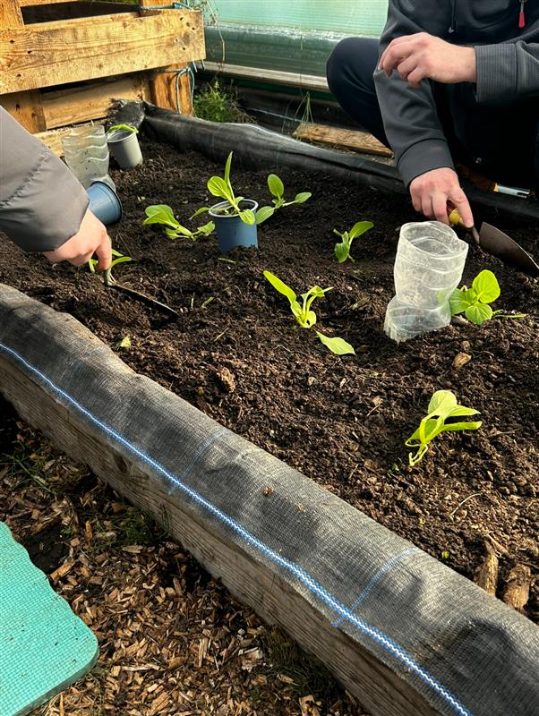 Barlow Road Men's Gardening Group